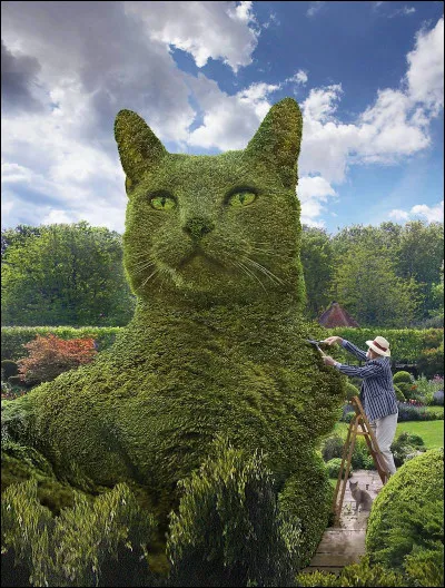 La forme de ce buisson est...