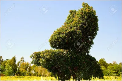 Quelle est la forme de ce buisson ?