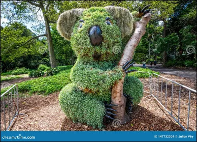 Quelle est la forme de ce buisson ?