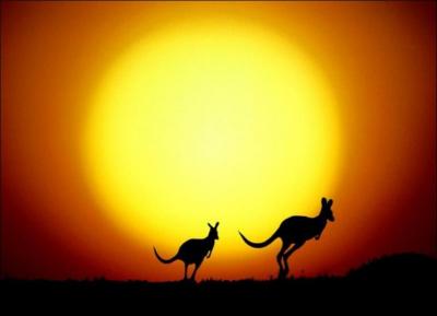Quelles sont les pattes les plus dveloppes chez les kangourous ?
