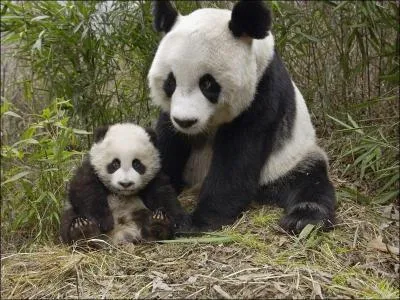 Les rcentes analyses gntiques prouvent que le panda gant est plus proche ...