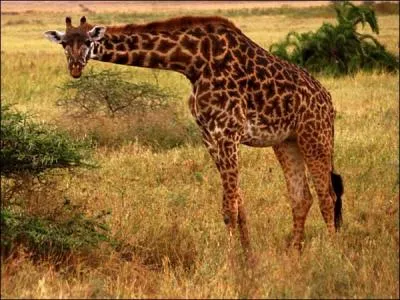 Sur quel continent la girafe vit-elle (en libert) ?