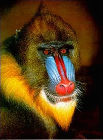 Comment appelle-t-on les singes qui ont le museau bleu et rouge ?