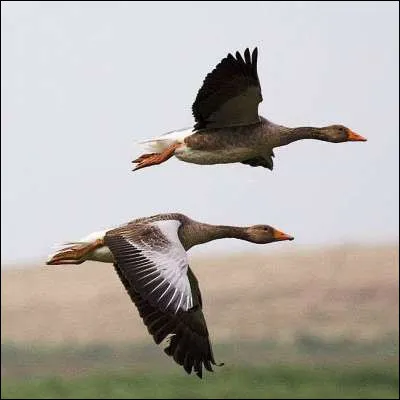 Quel scientifique, consid&eacute;r&eacute; comme l�un des p&egrave;res de l�&eacute;thologie, a consacr&eacute; une grande partie de sa vie &agrave; l�&eacute;tudes des oies cendr&eacute;es ?