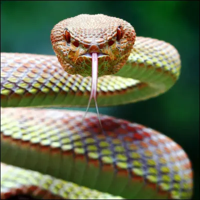 &Agrave; quel genre appartient le serpent terrestre consid&eacute;r&eacute; comme le plus rapide avec une vitesse de 23 km/h ?