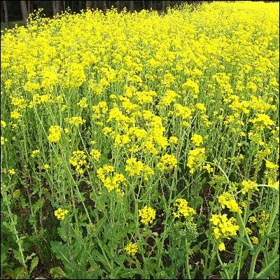 Quelle plante ol&eacute;agineuse est issue d�un croisement entre un chou et une navette ?