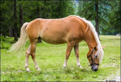 Quelle est ta race de cheval préférée ?