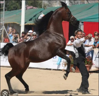 Quelle activité préfères-tu ?