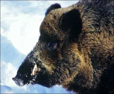 Comment s'appelle le tte du sanglier ?