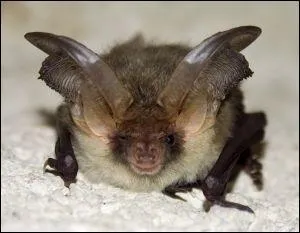 Comment la chauve-souris se nourrit-elle principalement ?