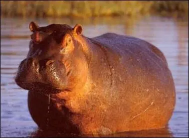 Combien pse environ un hippopotame ?