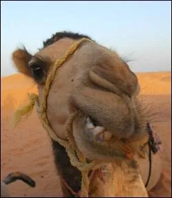 Combien de jours un chameau peut-il rester sans boire en hiver ?