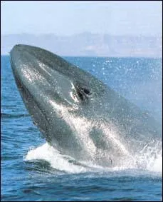 Quelle est la grosseur du coeur d'une baleine bleue ?