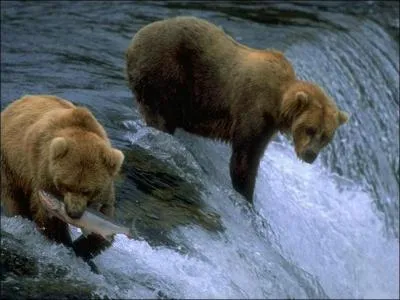 Quelle race d'ours est la plus doue pour la natation ?