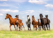 Test Quelle race de cheval es-tu ?