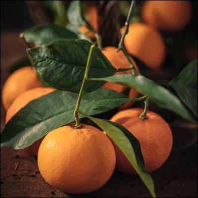 Qu'est-ce que c'est ?