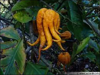 Sciences et Nature : Comment s'appelle ce fruit ?