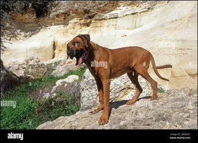 Combien existe-t-il de races ?