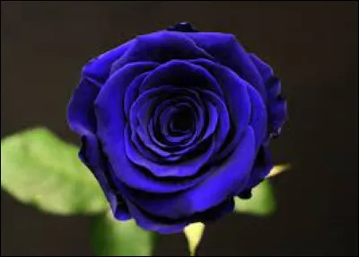 Pour quel chanteur la rose était-elle importante ?