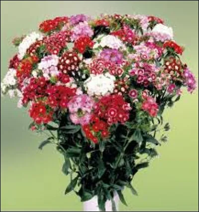 Quelles fleurs ne faut-il pas offrir à des comédiens ?