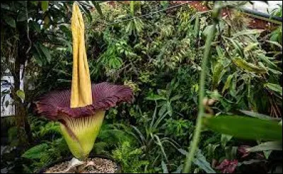 Combien d'années faut-il à cette fleur pour fleurir ?