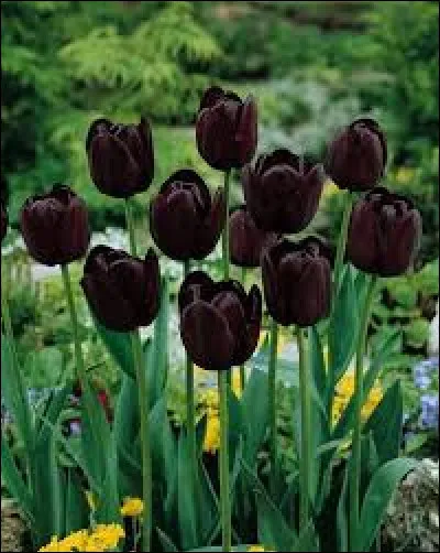 Quelle est la couleur de la tulipe d'après le titre d'une uvre d'Alexandre Dumas ?