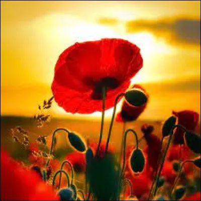 Complétez ces paroles d'une célèbre comptine : "Jai descendu dans mon jardin (bis)/ Pour y cueillir du romarin/ Gentil coqlicot, Mesdames/...