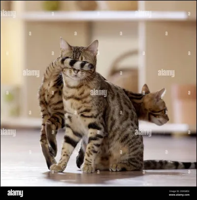 Un guerrier rival te marche sur la queue en prétendant que c'est toi qui n'a pas fait attention...