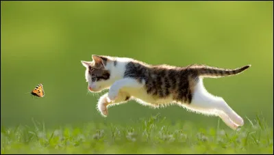 Quelle activité préfères-tu ?