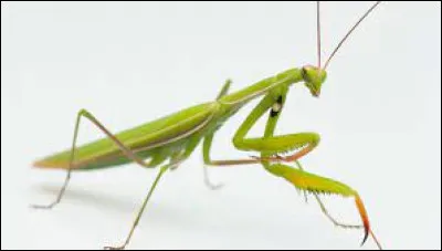 Que fait la mante religieuse pendant la saison des amours ?