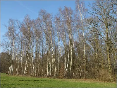 À quel écrivain doit-on, en 1946, le meneur de lune ?