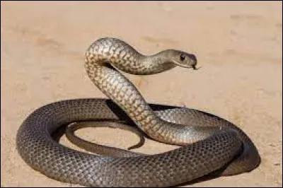 Quelle lettre faut-il remplacer pour obtenir un engagement solennel ?