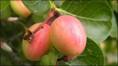 Comment s'appelle ce fruit ?