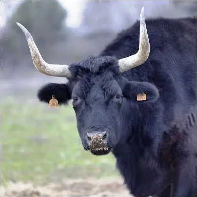 Quel animal mâle est notable pour la forte odeur quil émet pendant la période du rut pour attirer les femelles ?