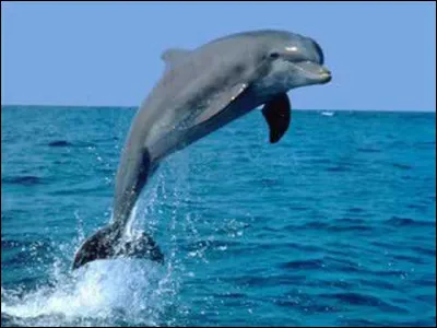 Allons faire une petite baignade : qui est ce dauphin ?