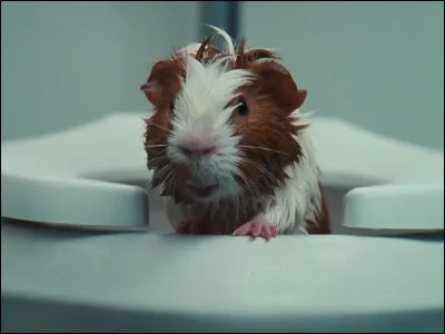 Comment s'appelle le hamster de Maya Dolittle ?
