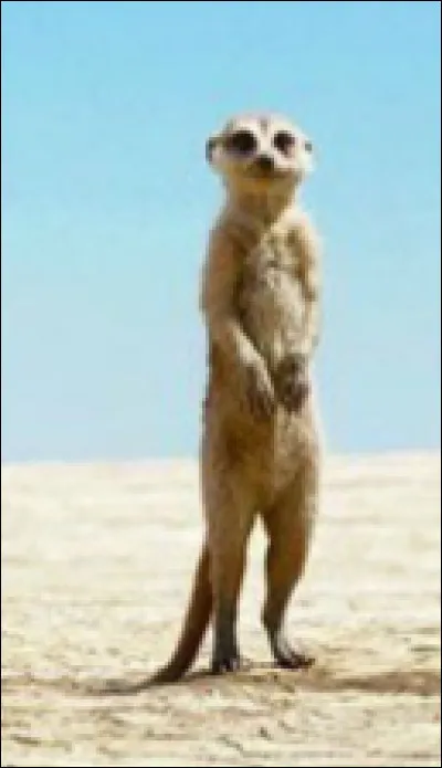 Comment s'appelle ce petit suricate ?