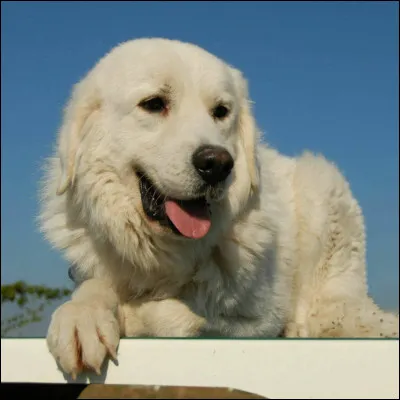 Qui est cette chienne ?