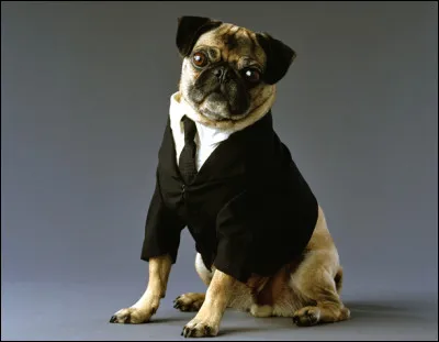 Comment s'appelle ce carlin de Men in Black ?