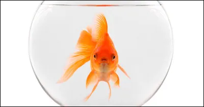 Comment s'appelle le poisson rouge qui a mangé tous les chocosuisse ?