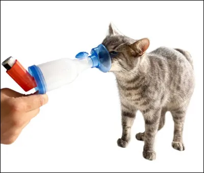 Comment s'appelle ce chat ?