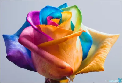 Quelle couleur préfères-tu ?