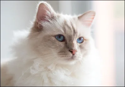 Comment est ton poil ?