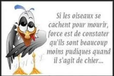De ces trois oiseaux, lequel est un rougequeue noir ?