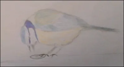 Qui picore ainsi une graine de tournesol ?