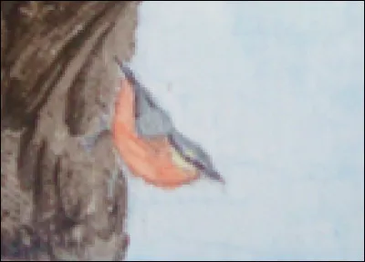 Quel oiseau descend le long des troncs, tête en bas ?