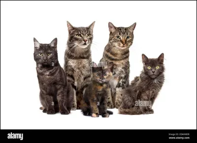 À quelle clan appartiens-tu ? n°2