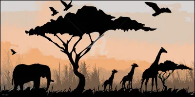 Parmi ces animaux, lequel préfères-tu ?