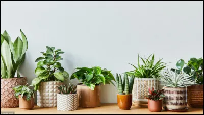 Parmi ces plantes, laquelle préfères-tu ?
