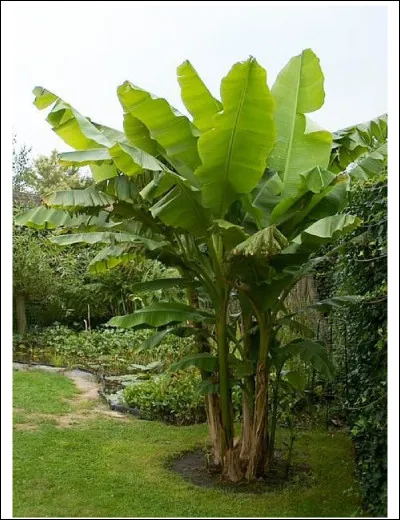 À quoi peuvent servir les fibres de bananier ?